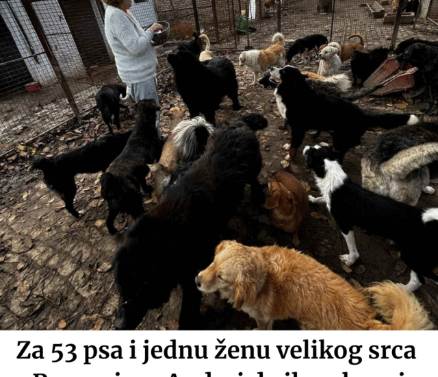 Za 53 psa i jednu ženu velikog srca — Pomozimo Andrei da ih nahrani